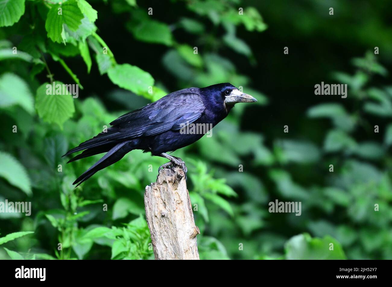 adult rook at rest perched on tree stump in woodland Stock Photo