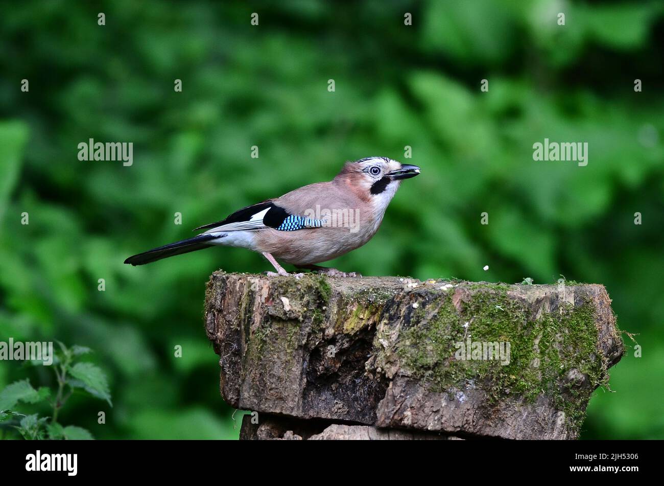 adult jay taking peanuts from log Stock Photo