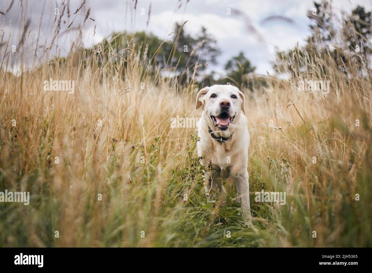 Portrait of cute dog in high grass. Old labrador retriever walking on medow. Stock Photo