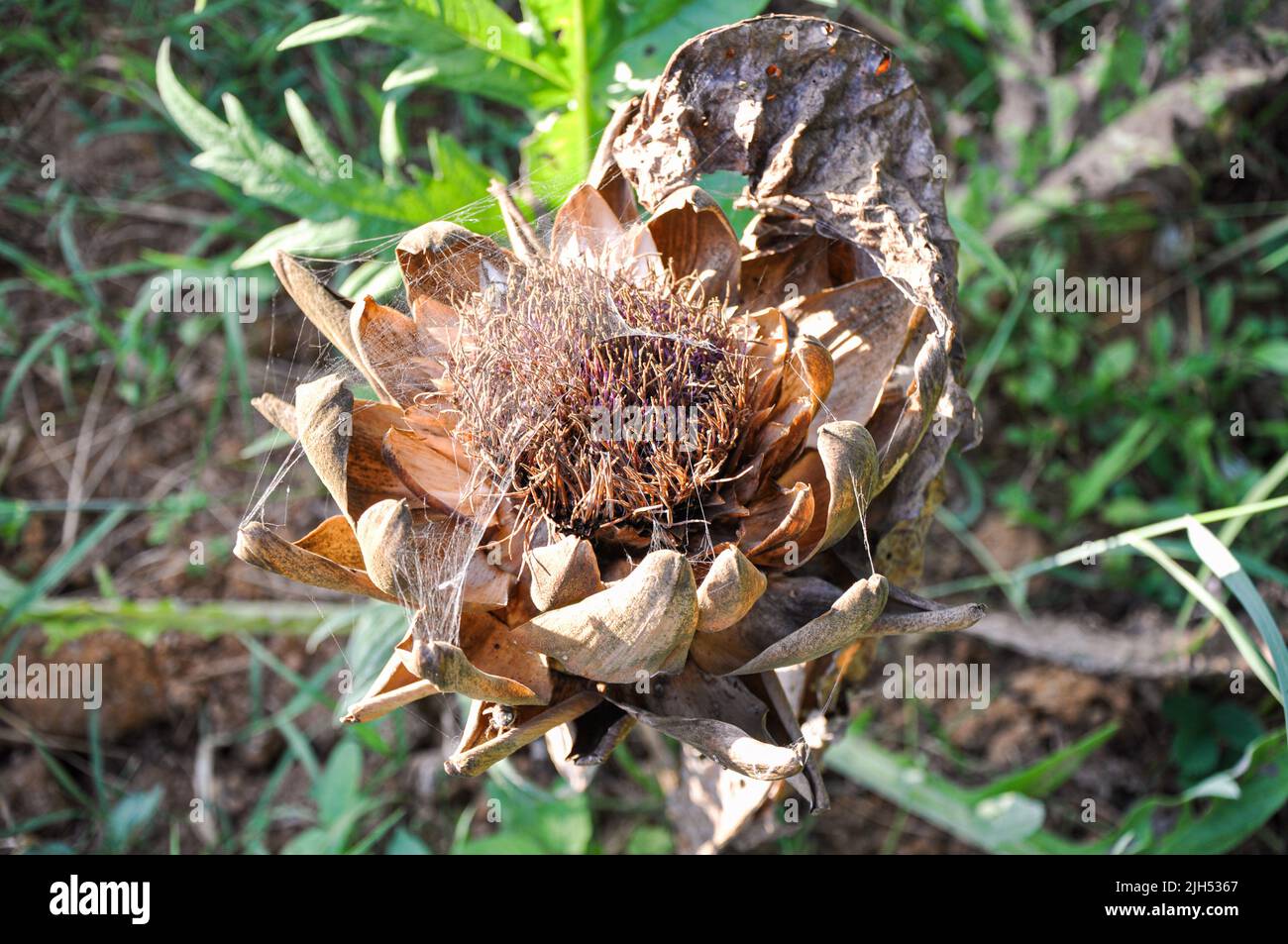 Single dried artichoke flower in a garden, close-up, plant to seed, disease causes in plants concepts Stock Photo