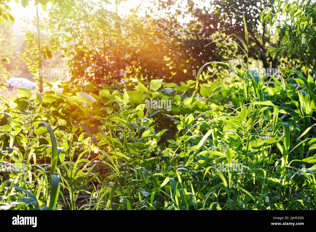 Green landscape bokeh spring hi-res stock photography and images - Alamy