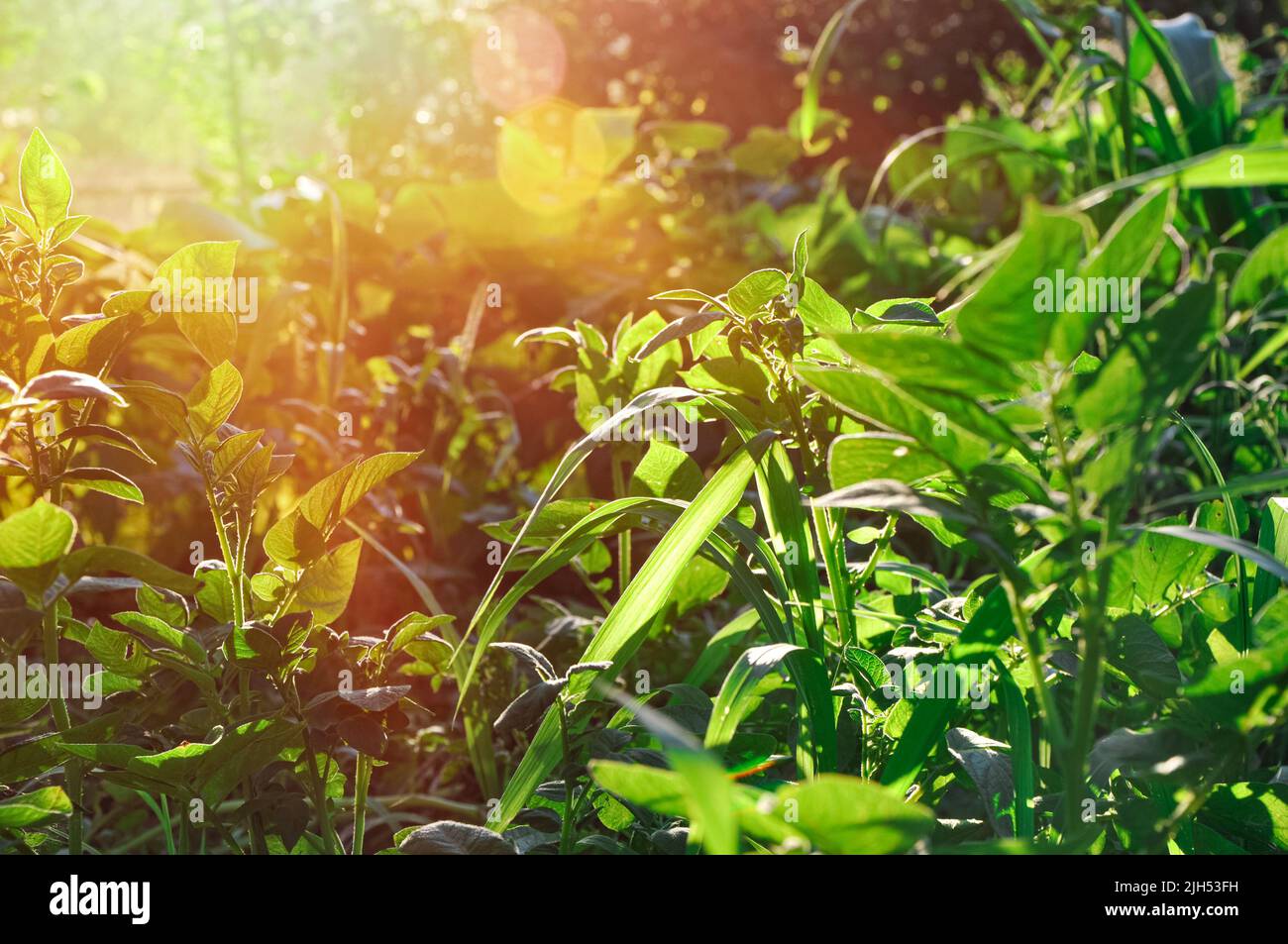 Green landscape bokeh spring hi-res stock photography and images - Alamy