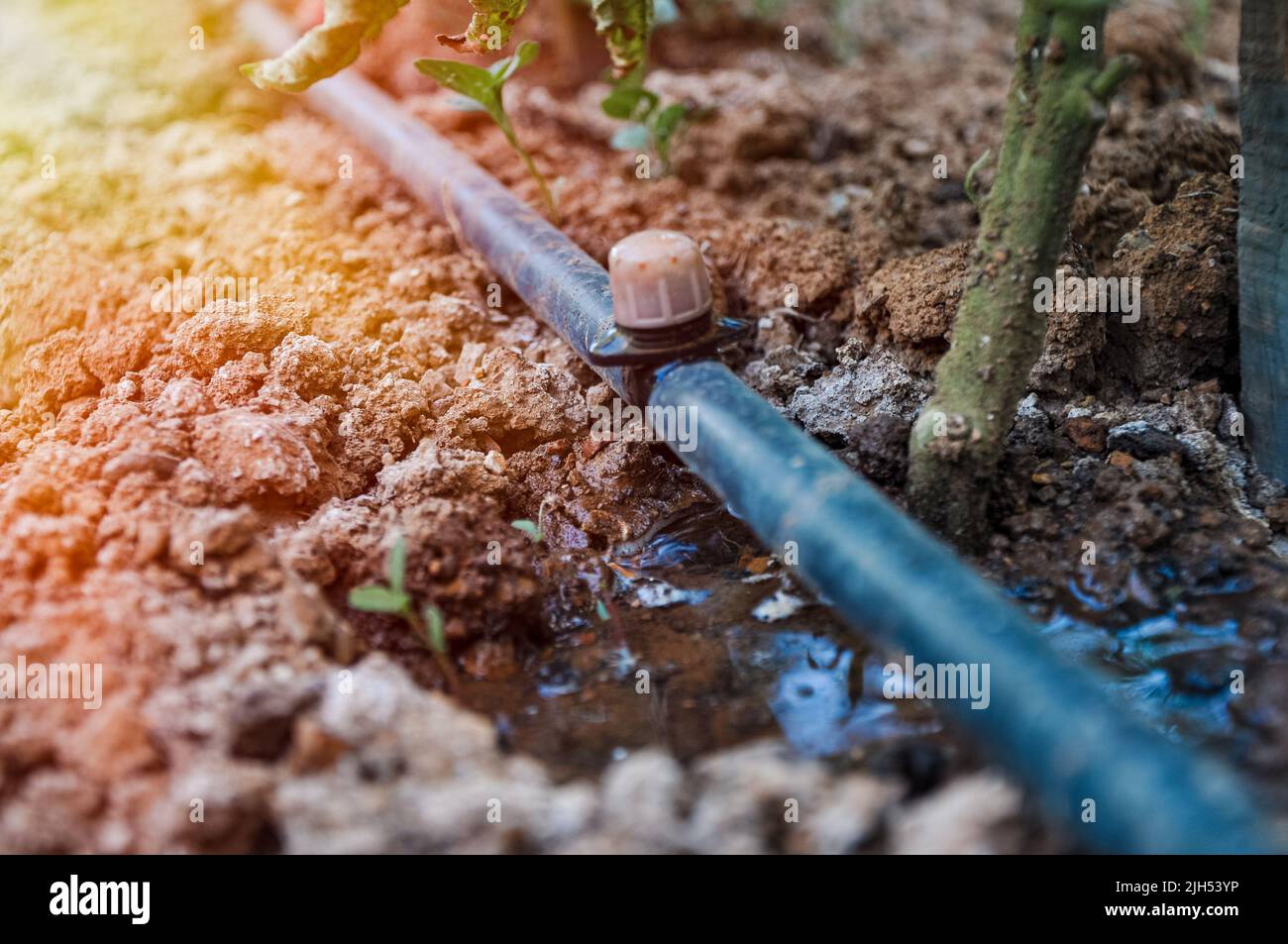 Green seedlings growing in the drip system. Sprinkler systems, drip
