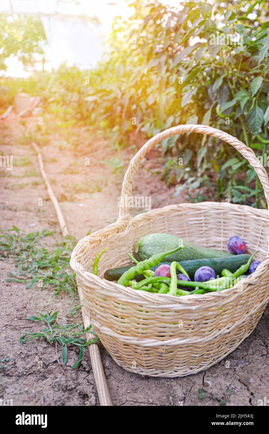Basket with fresh fruits and vegetables placed on the ground in an