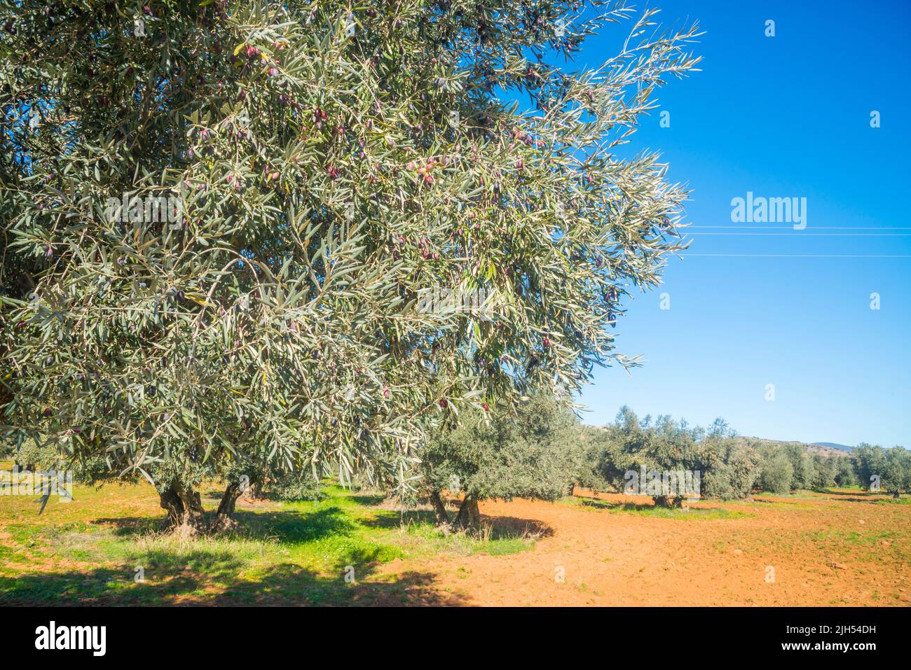 Olive grove. Fuente El Fresno, Ciudad Real province, castilla La Mancha, Spain. Stock Photo