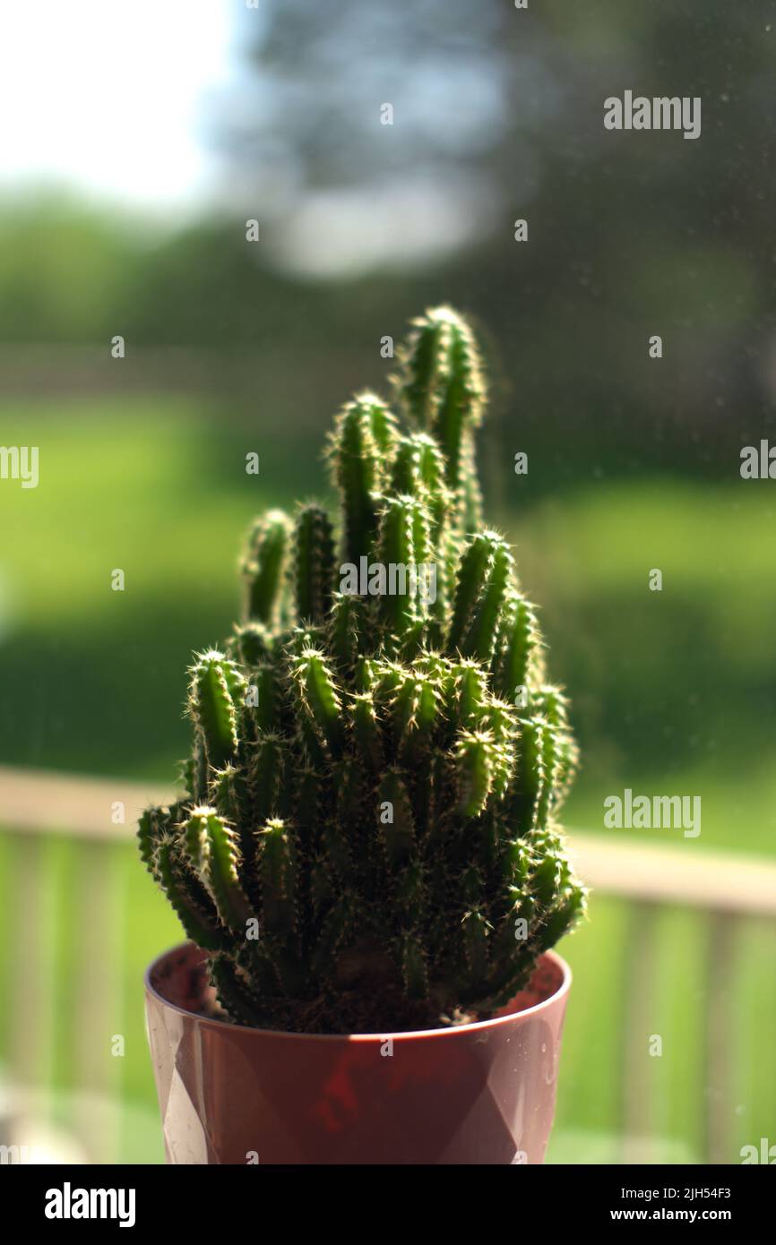 Cactus pot plants hi-res stock photography and images - Alamy