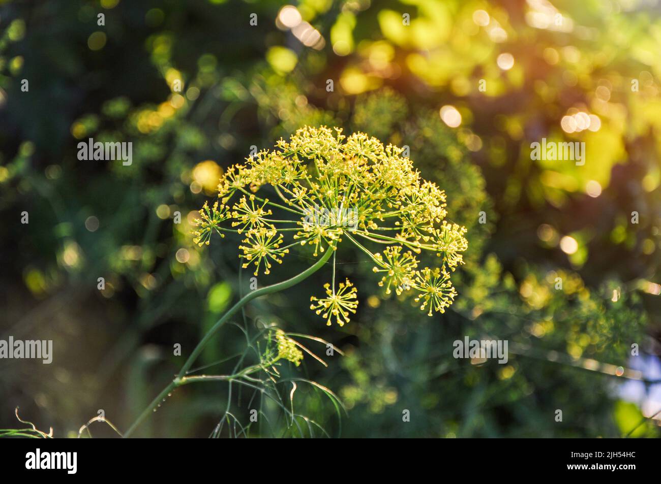 Dill (Anethum graveolens), umbelliferous aromatic plant with umbrella-shaped clusters of yellow flowers Stock Photo