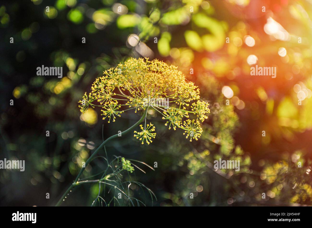 Dill (Anethum graveolens), umbelliferous aromatic plant with umbrella-shaped clusters of yellow flowers Stock Photo