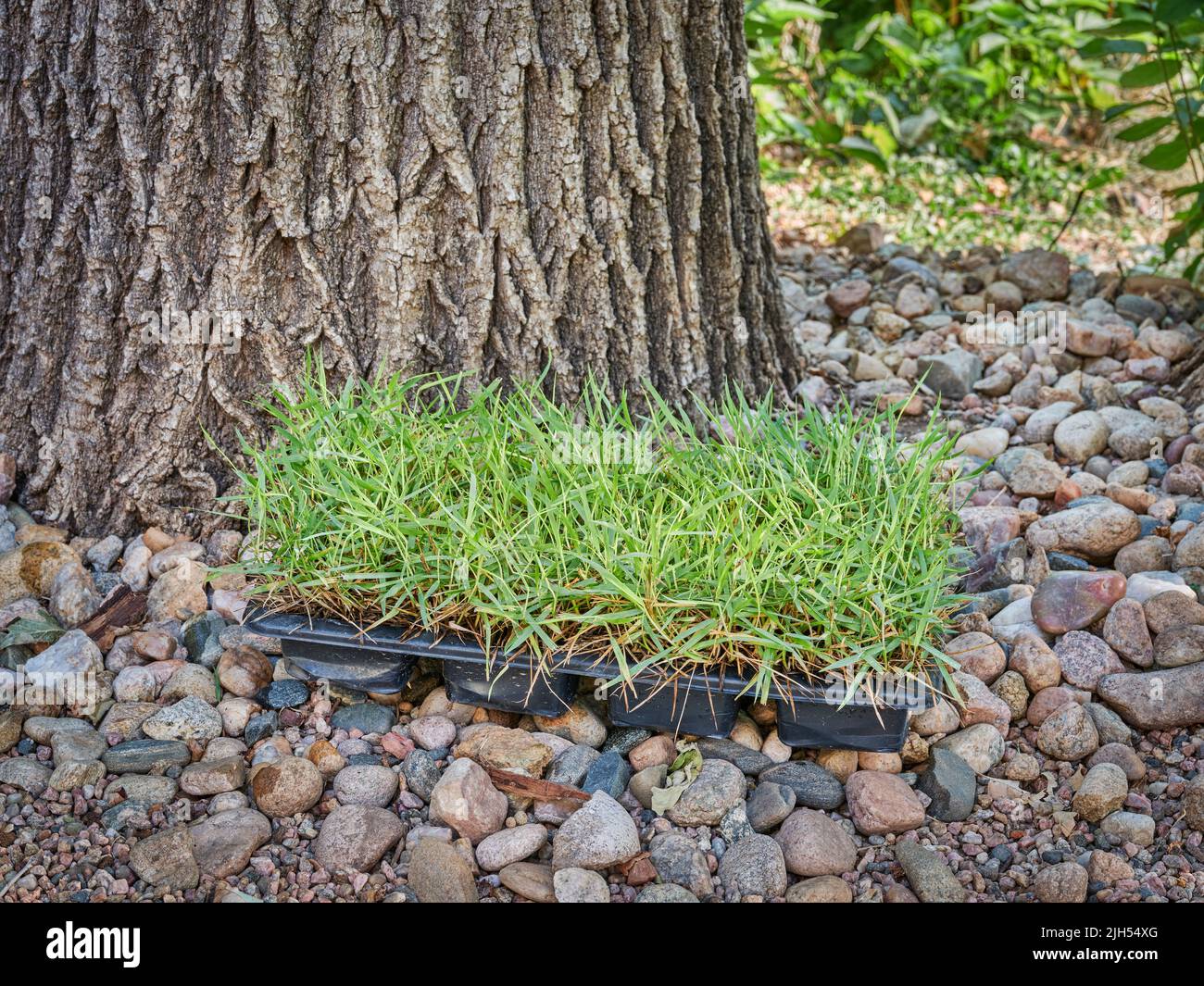 Zoysia grass plugs in a backyard ready for planting and lawn repairs