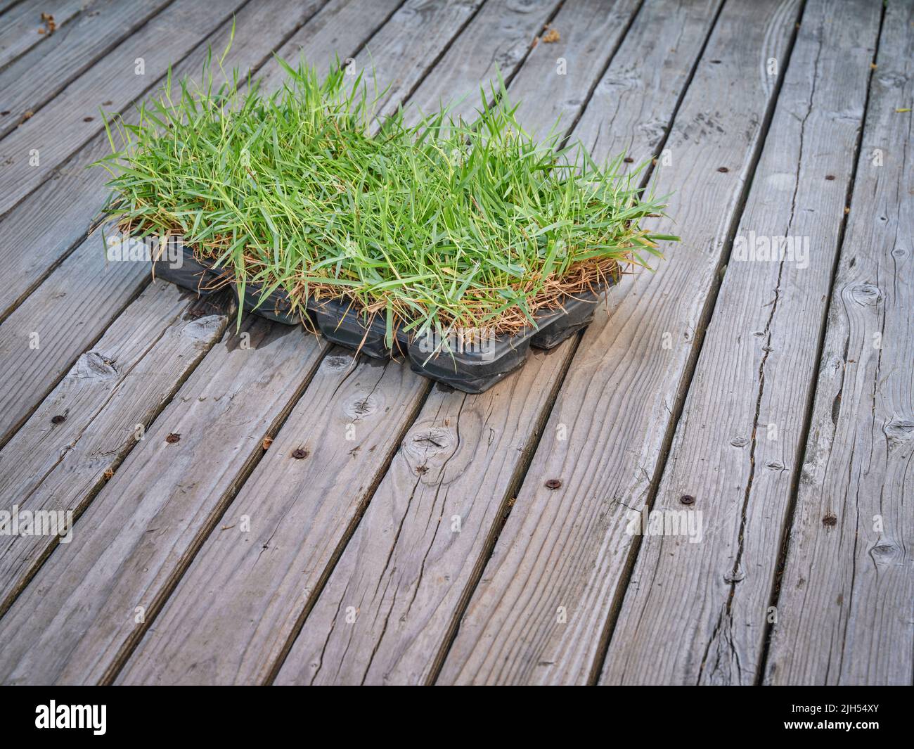 Zoysia grass plugs in a backyard ready for planting and lawn repairs