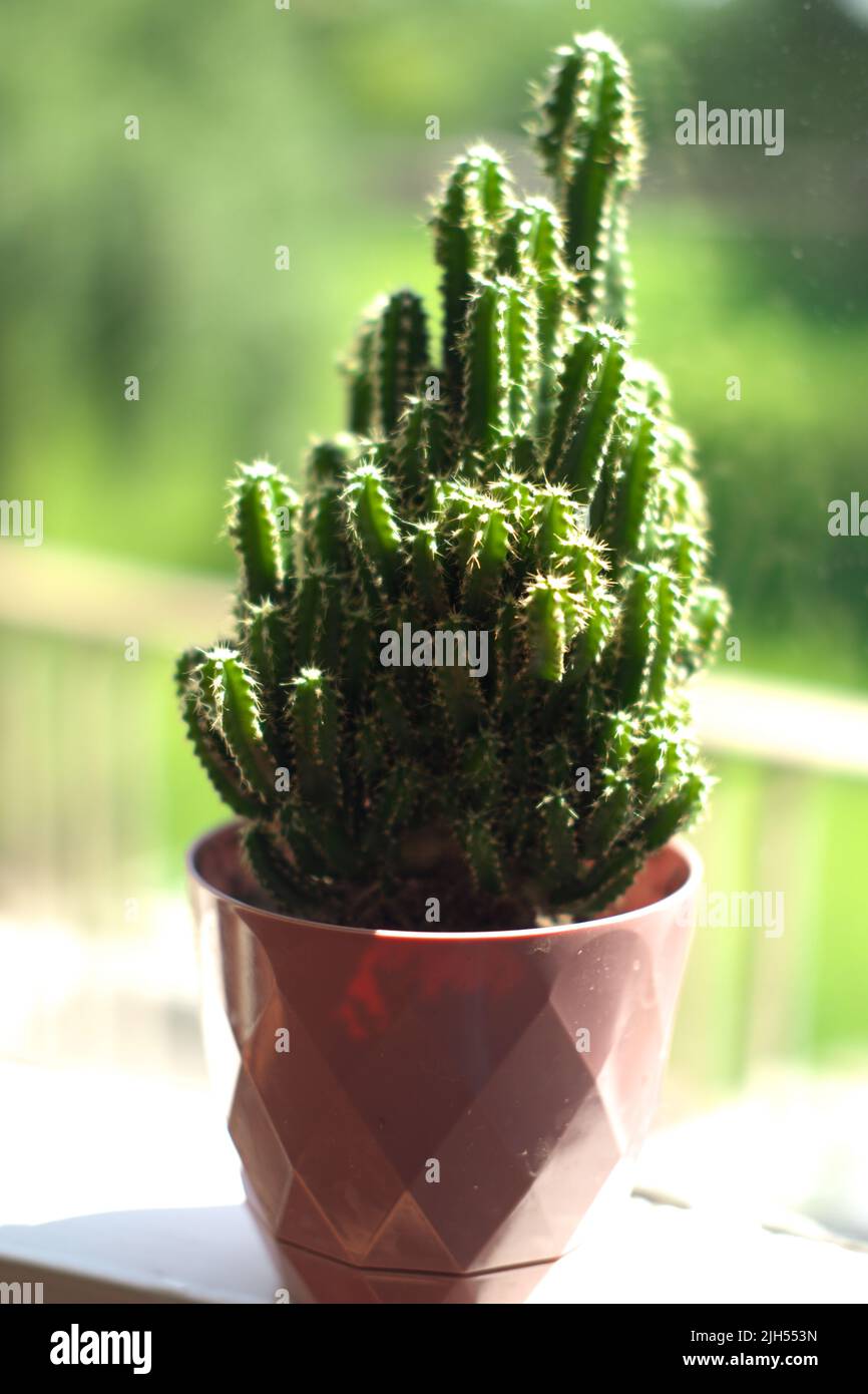 Cereus cactus in pot in a sunny day Stock Photo