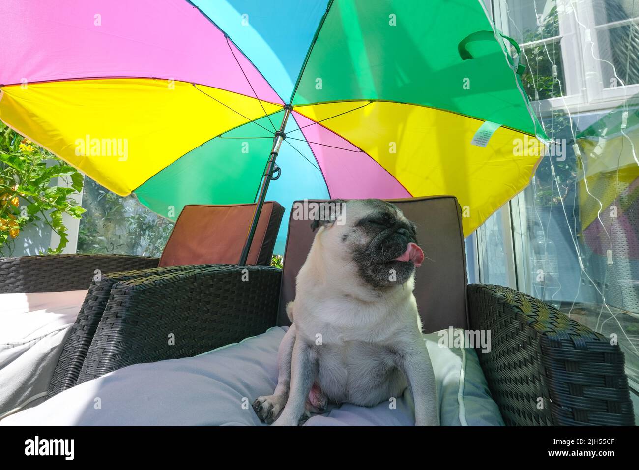 Wadebridge, Cornwall, UK. 15th July 2022. UK Weather. As temperatures start to hit record highs, dog owners are being reminded not to take their dogs out in the mid-day sunshine. Seen here Dennis the Pug in his back garden. Credit Simon Maycock / Alamy Live News. Stock Photo