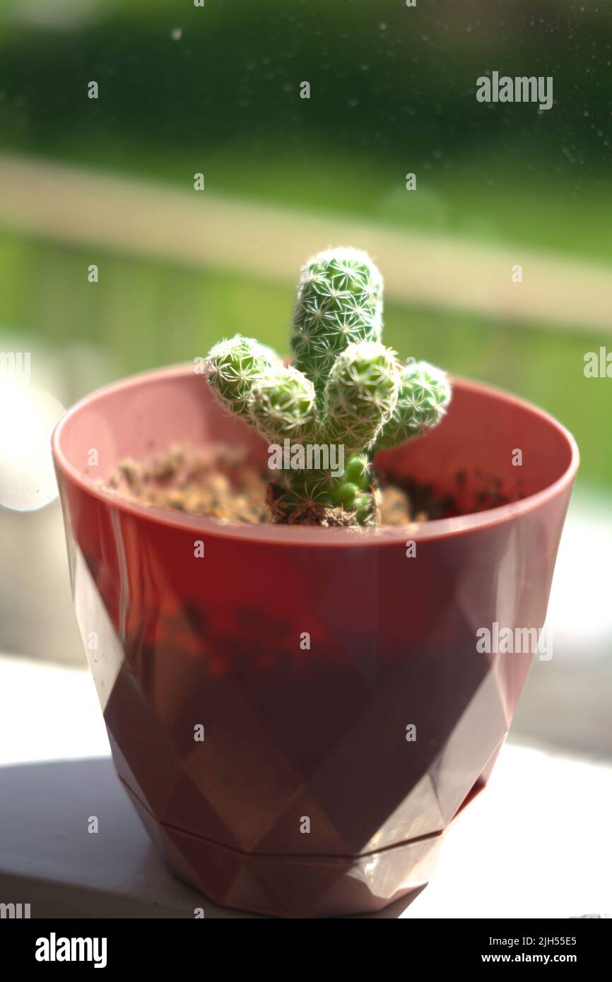 Small house cactus in pot Stock Photo