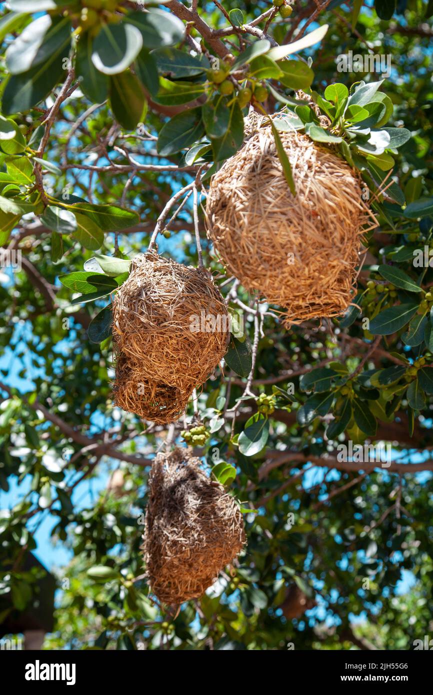 Bird Weaver's Nest in tree - Western Cape, South Africa Stock Photo