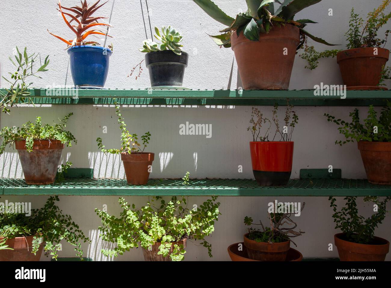 Pots of Succulents and Watering Cans on Shelf - Riebeek Kasteel, Western Cape - South Africa Stock Photo