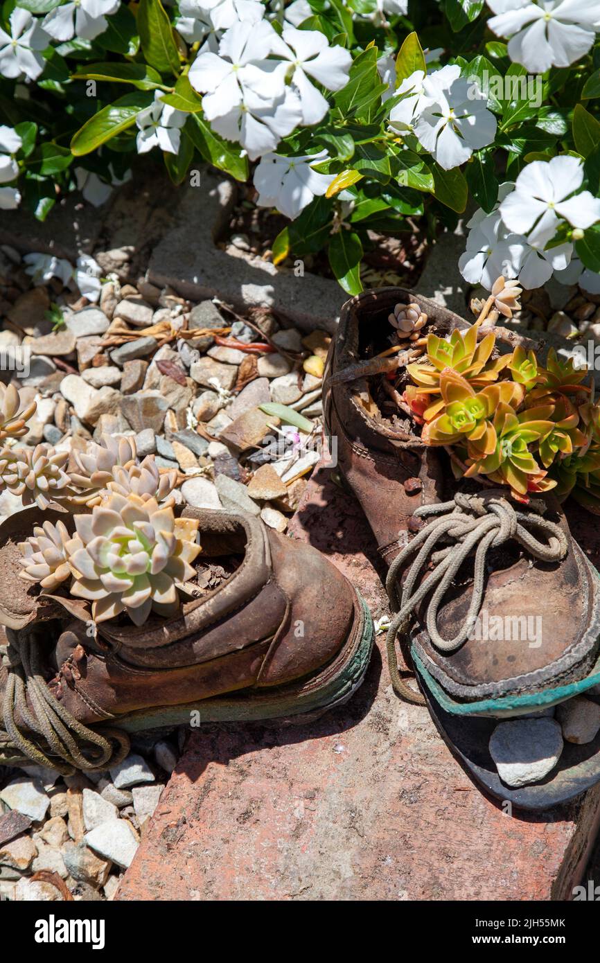 Succulents in Boots,  Riebeek Kasteel, Western Cape - South Africa Stock Photo