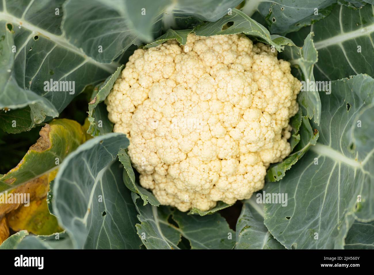 Organic cauliflower plant in a vegetable garden Stock Photo