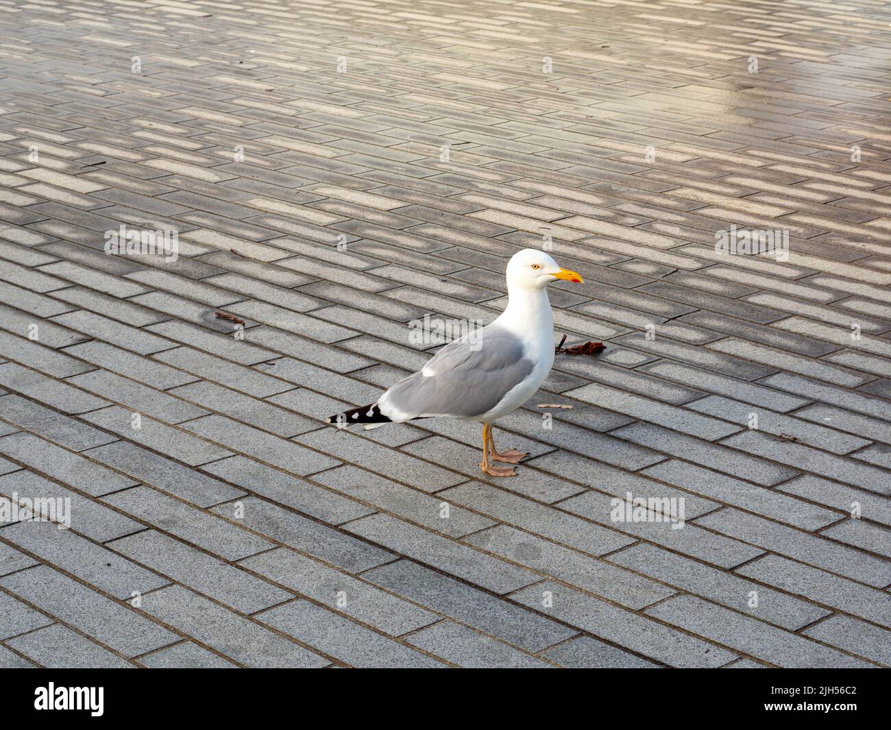 European herring gull, strolling along the grey paving blocks in Donegall Quay, Belfast, Northern Ireland Stock Photo