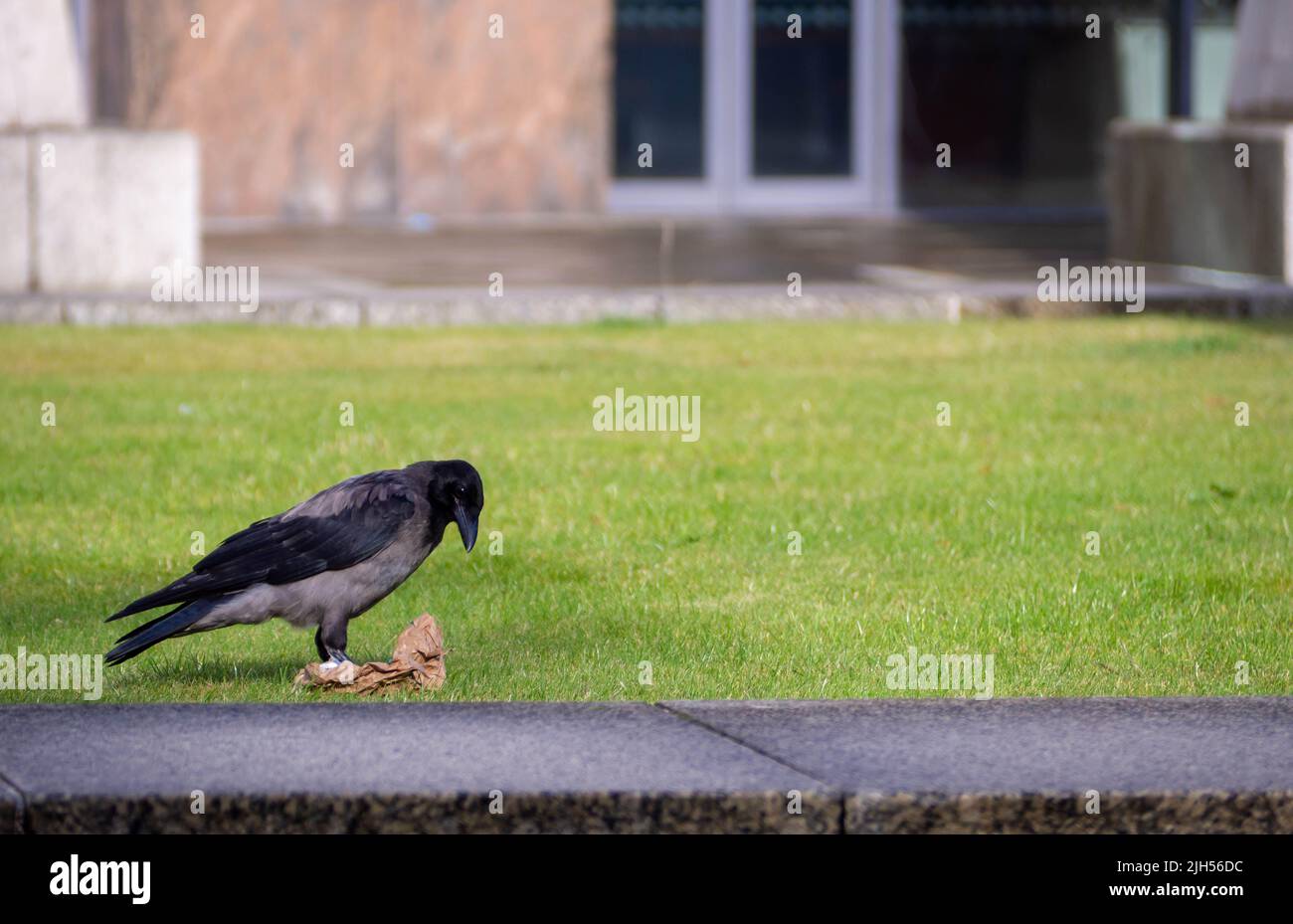 Carrion Crow opening its take away bag on the lawn, in Donegall quay by the river Lagan, Belfast Stock Photo