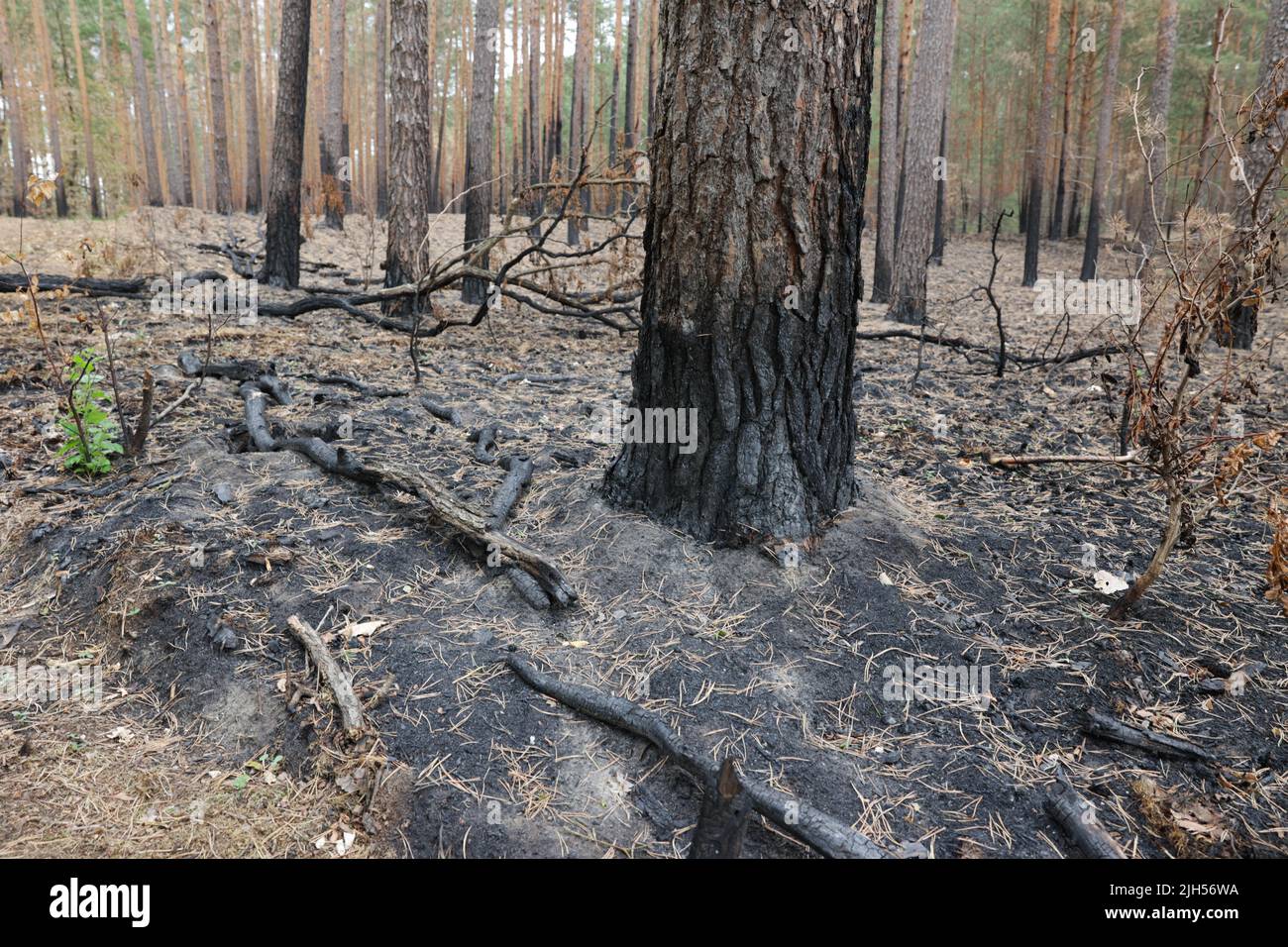 Beelitz, Germany. 15th July, 2022. Burned tree trunks and branches are ...