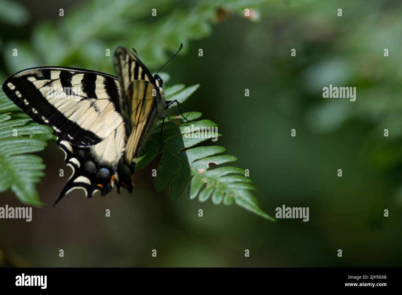 Eastern Tiger Swallowtail perched on green leaf Stock Photo