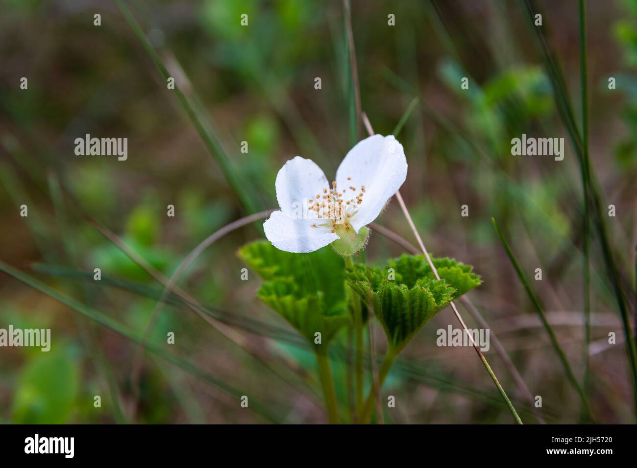 Close up of the white flower of cloudberry (Rubus chamaemorus) on a swamp in Finland Stock Photo