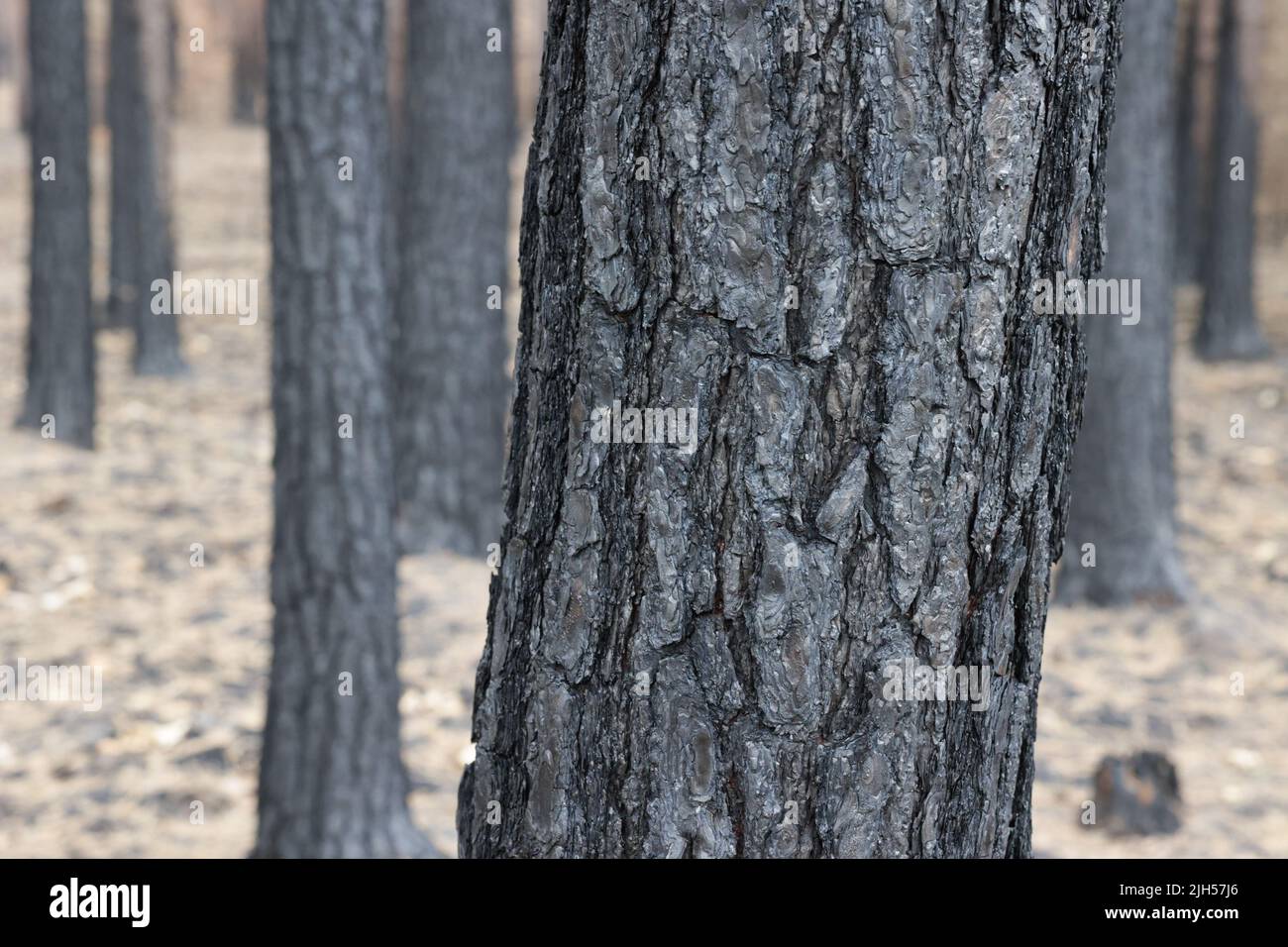 Beelitz, Germany. 15th July, 2022. Burned tree trunks and branches are ...