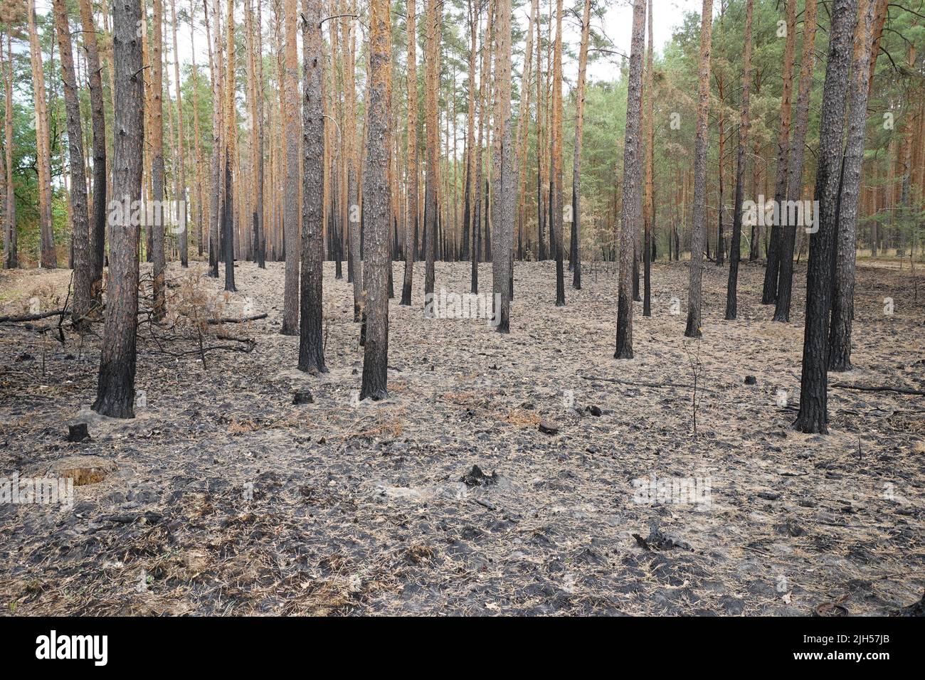 Beelitz, Germany. 15th July, 2022. Burned tree trunks and branches are ...