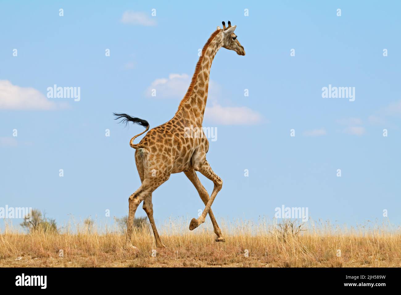 A giraffe (Giraffa camelopardalis) running on the African plains, South Africa Stock Photo