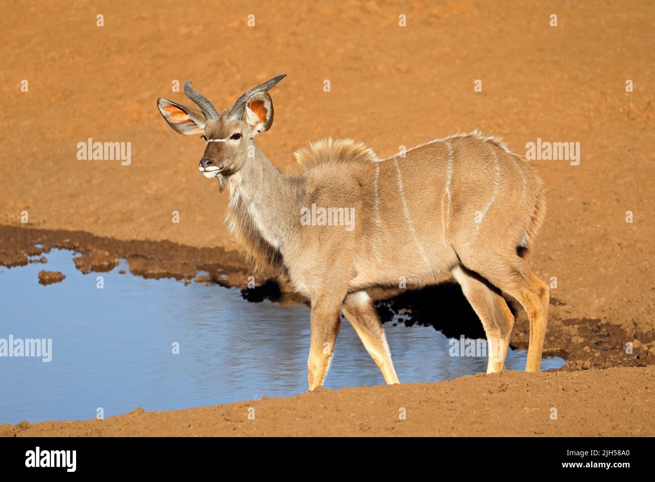 Young male kudu antelope (Tragelaphus strepsiceros) at a waterhole, Mokala National Park, South Africa Stock Photo
