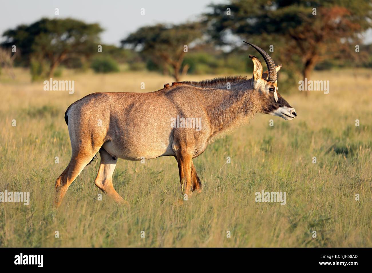 A rare roan antelope (Hippotragus equinus) in natural habitat, Mokala National Park, South Africa Stock Photo