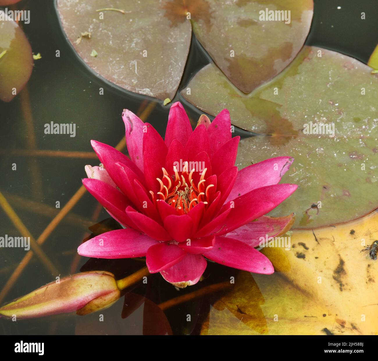 Leipzig, Germany. 15th July, 2022. 15 July 2022, Saxony, Althen Bei Leipzig: A freshly planted, dark red mother water lily of the 'Escarboucle' variety is in bloom at the Krause water plant nursery. In recent years, too many koi have nibbled the shoots of the dark red 'queens of the ponds', which are particularly sought after by customers, thus preventing growth. Around 20 varieties of water lilies and other aquatic plants grow on an area of around 5,000 square meters for customers throughout Germany. In natural waters, water lilies are highly endangered and are therefore protected. Photo: Wal Stock Photo
