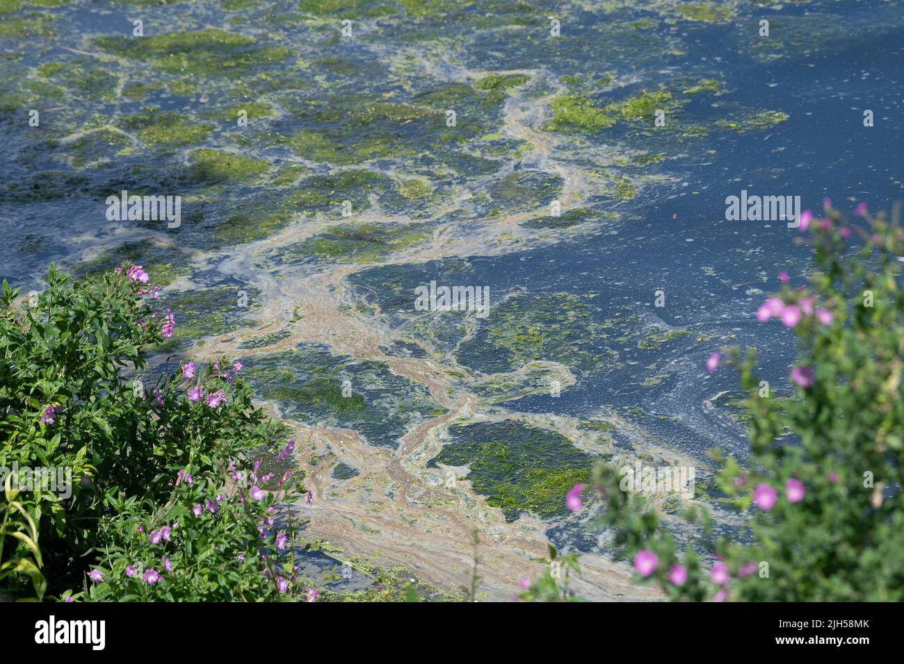 Eton Wick Uk 15th July 2022 Pollution On The Jubilee River Adjacent