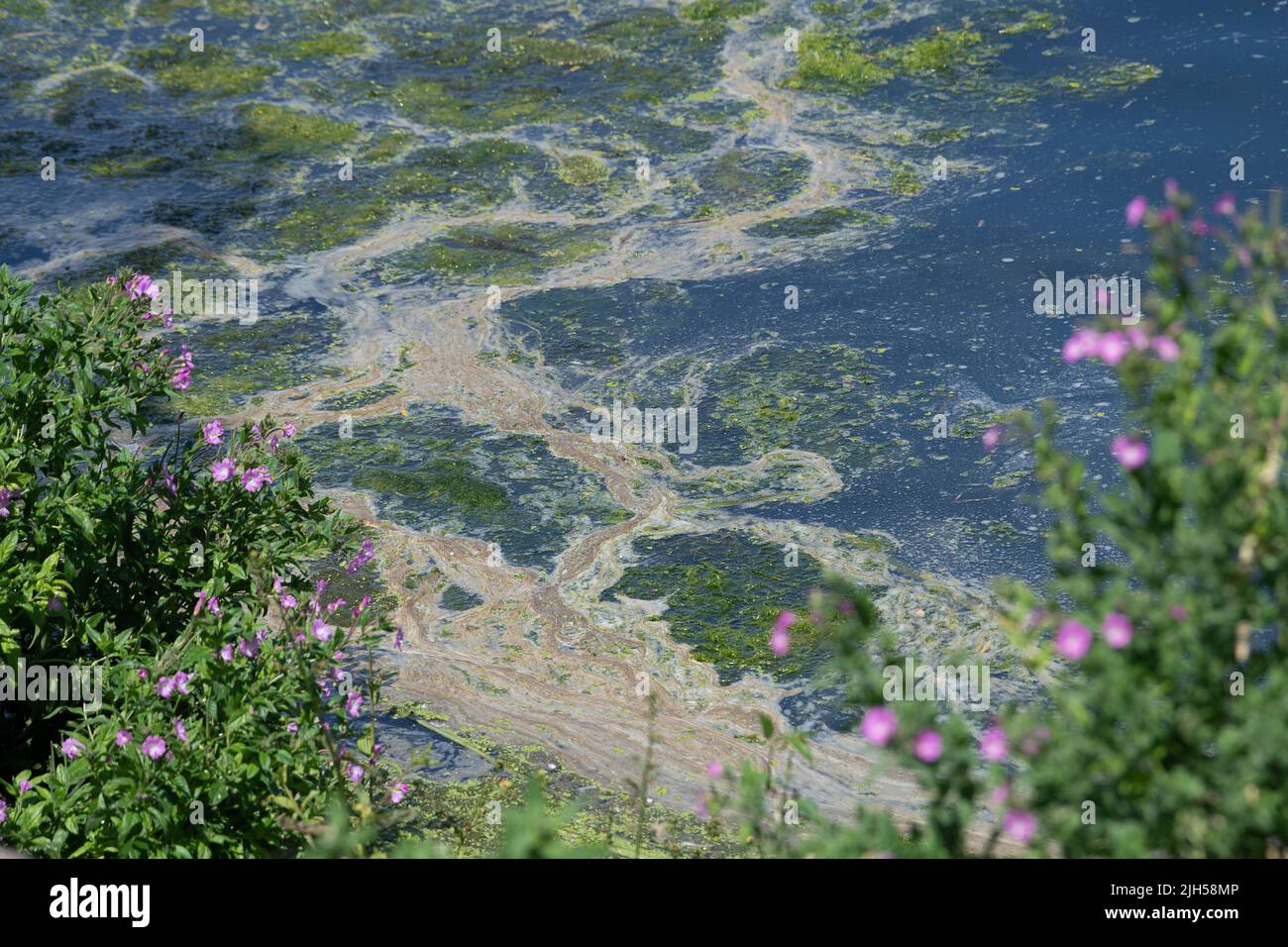 Eton Wick, UK. 15th July, 2022. Pollution on the Jubilee River adjacent