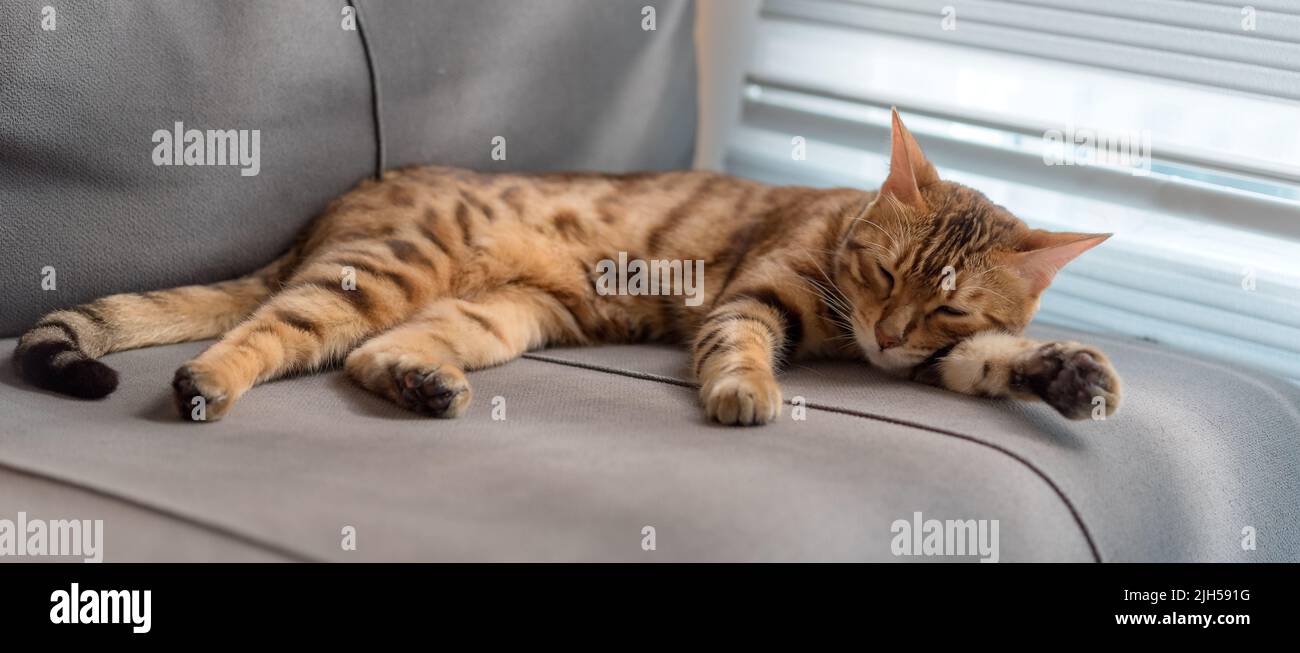 Domestic Bengal cat sleeps on a gray sofa. Stock Photo
