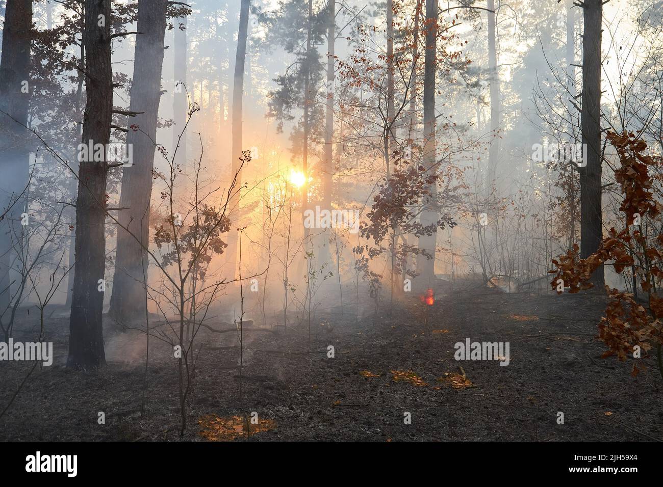 fire. wildfire at sunset, burning pine forest in the smoke and flames ...