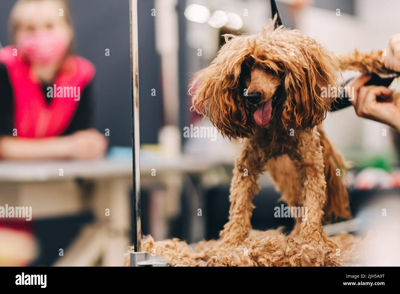 Grooming and grooming a poodle Stock Photo Alamy