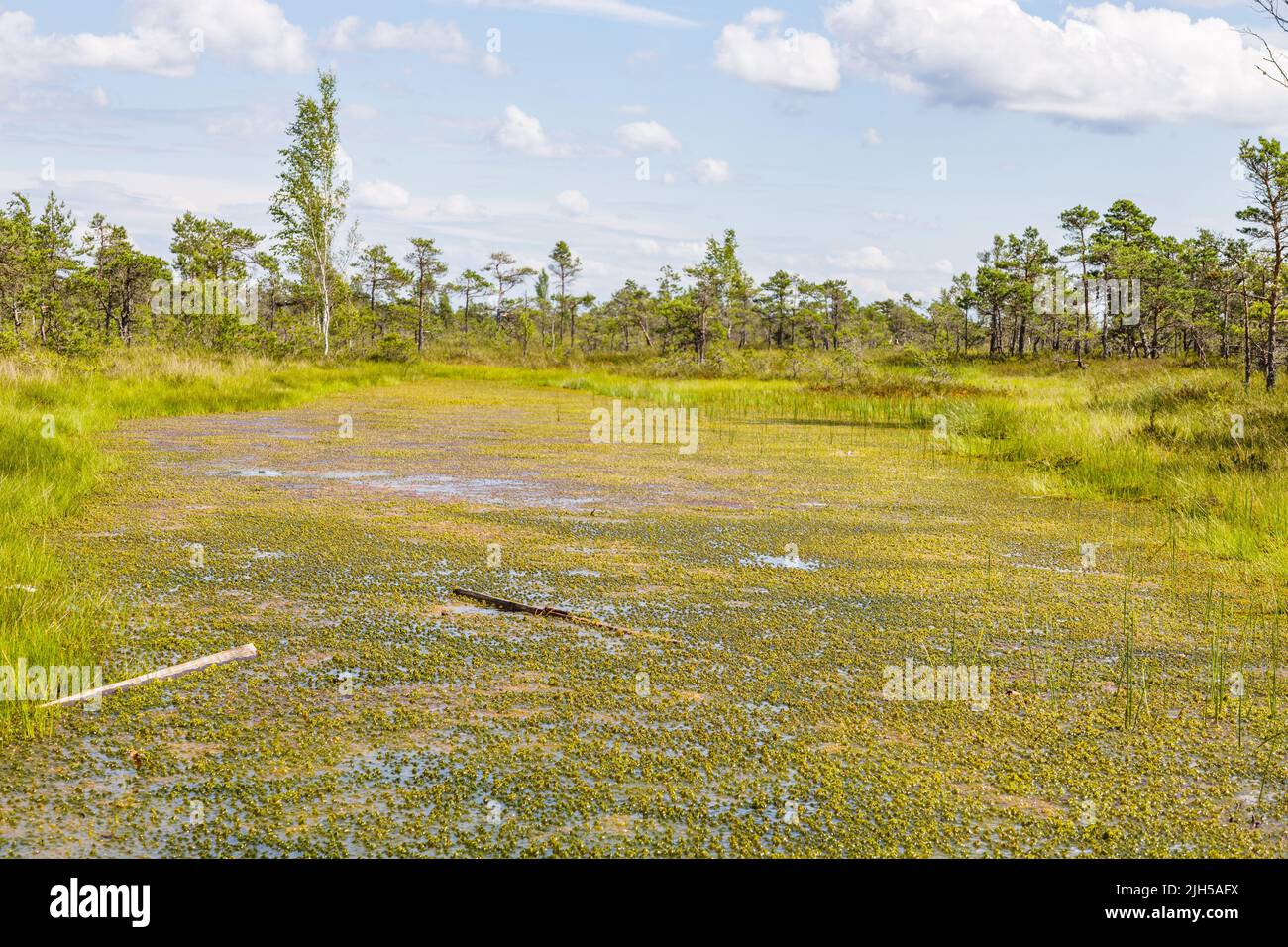 Raised bogs, and big sponges at the Great Kemeri Bog swamp in Latvia Stock Photo