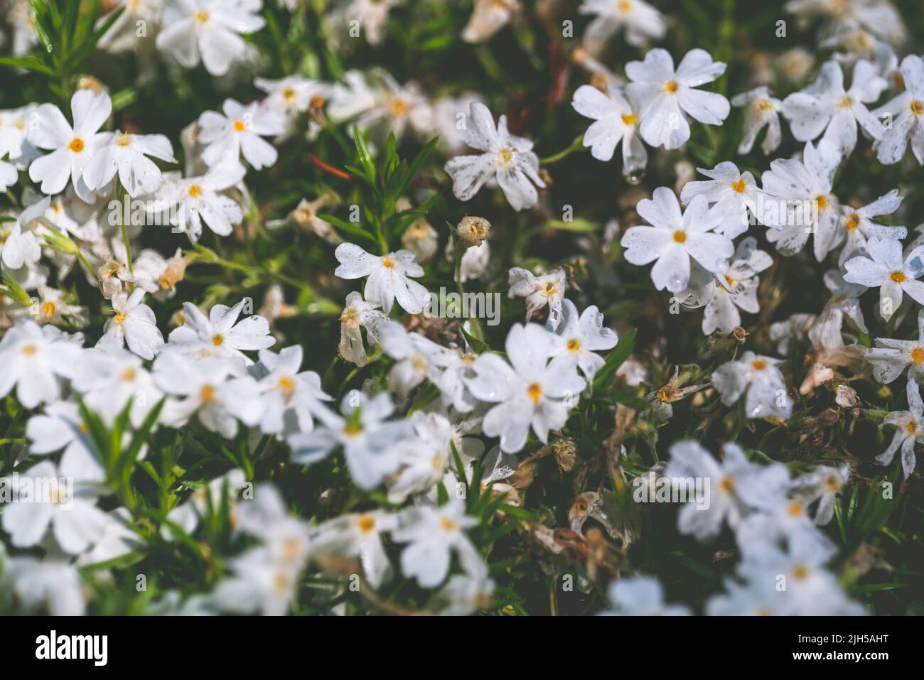 White creeping phlox. Blooming phlox close up web banner. Rockery with small pretty white phlox flowers, nature background. Stock Photo