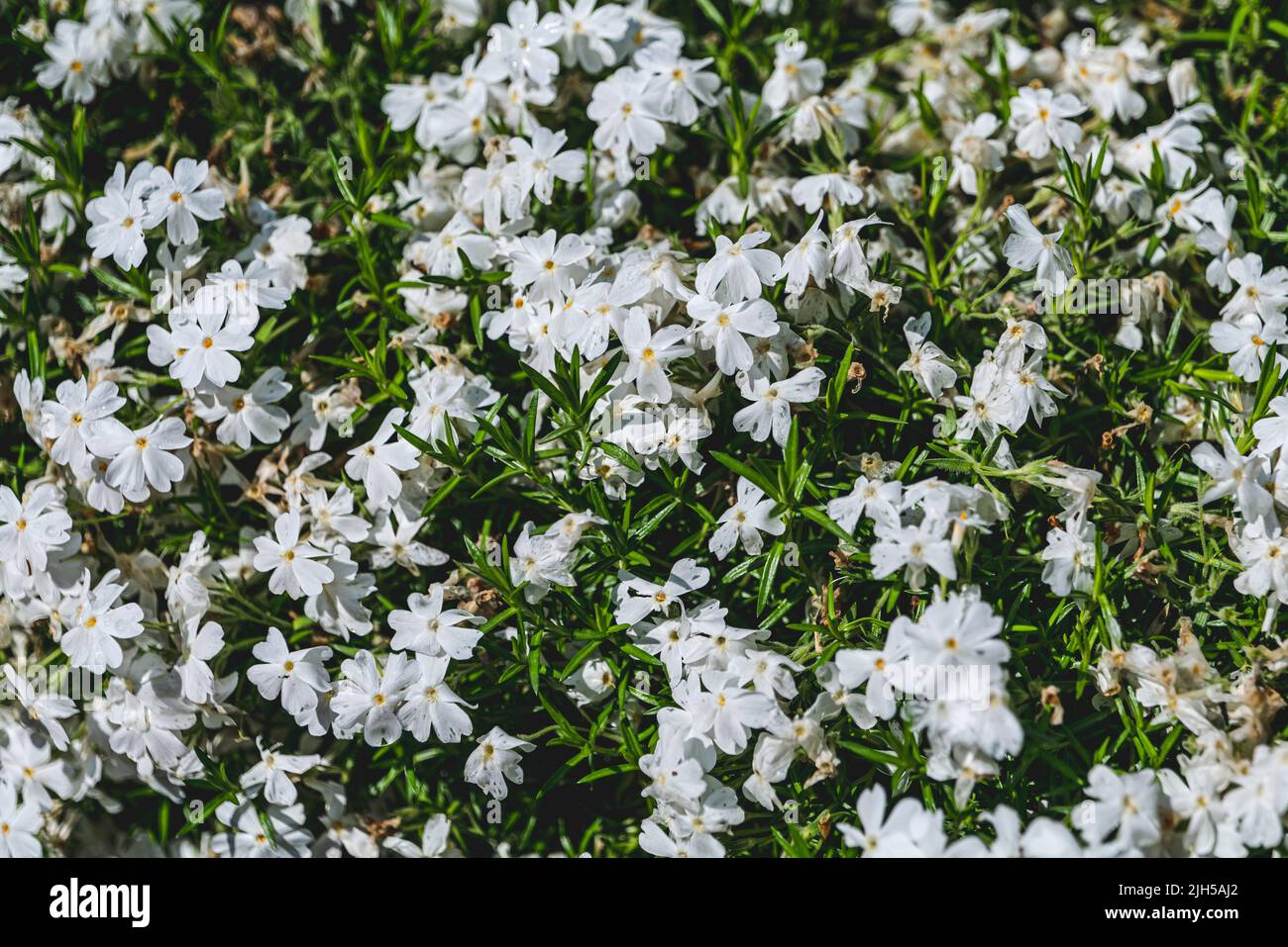 White creeping phlox. Blooming phlox close up web banner. Rockery with small pretty white phlox flowers, nature background. Stock Photo