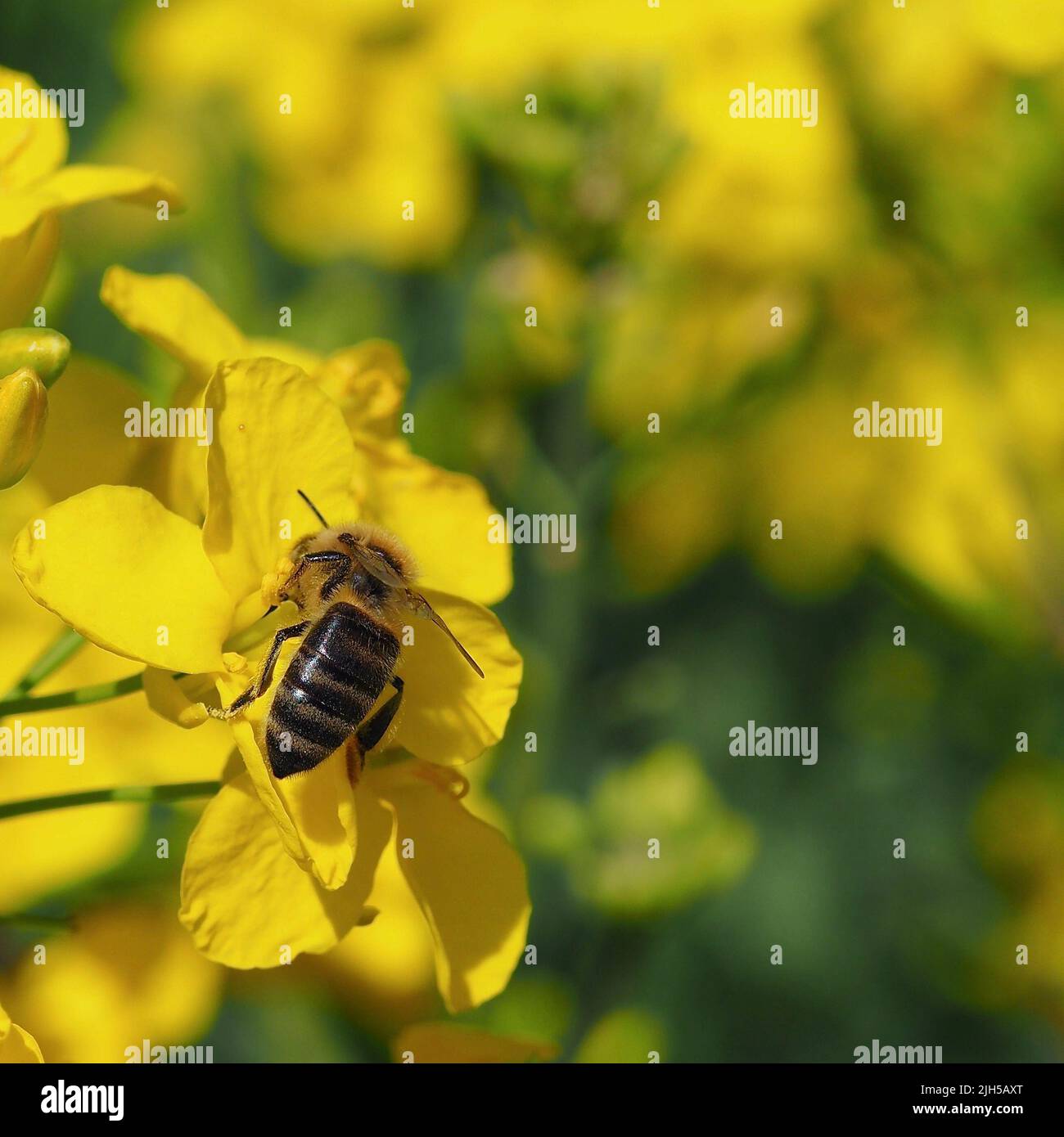 Biene auf Blüten um Nektar zu sammeln Stock Photo