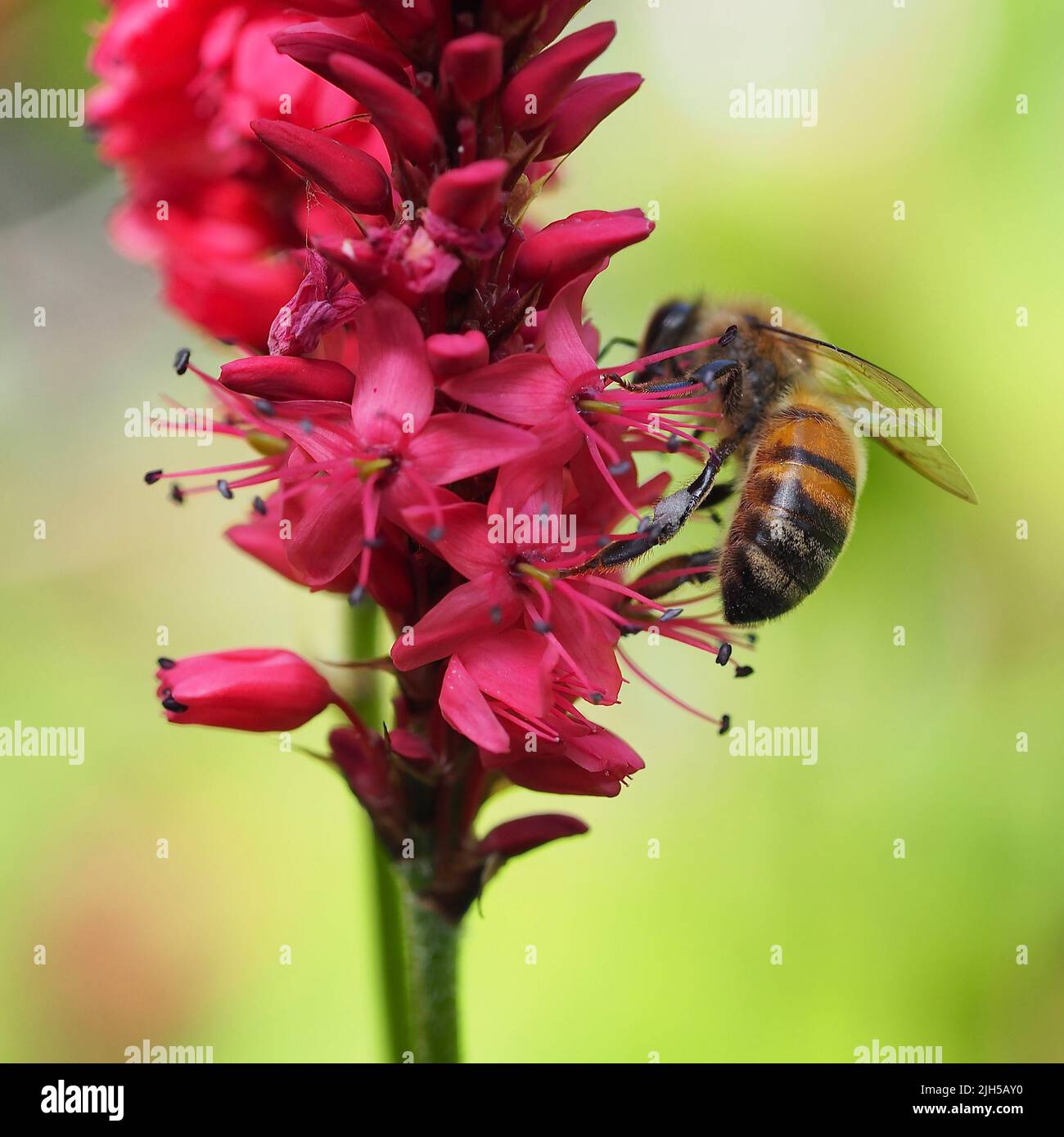 Biene auf Blüten um Nektar zu sammeln Stock Photo