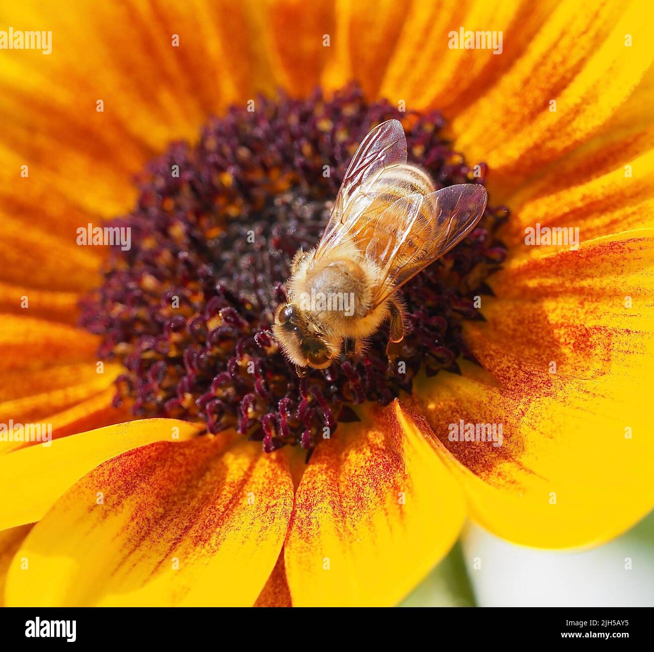 Honigbiene auf Sonnenblume, Biene Stock Photo