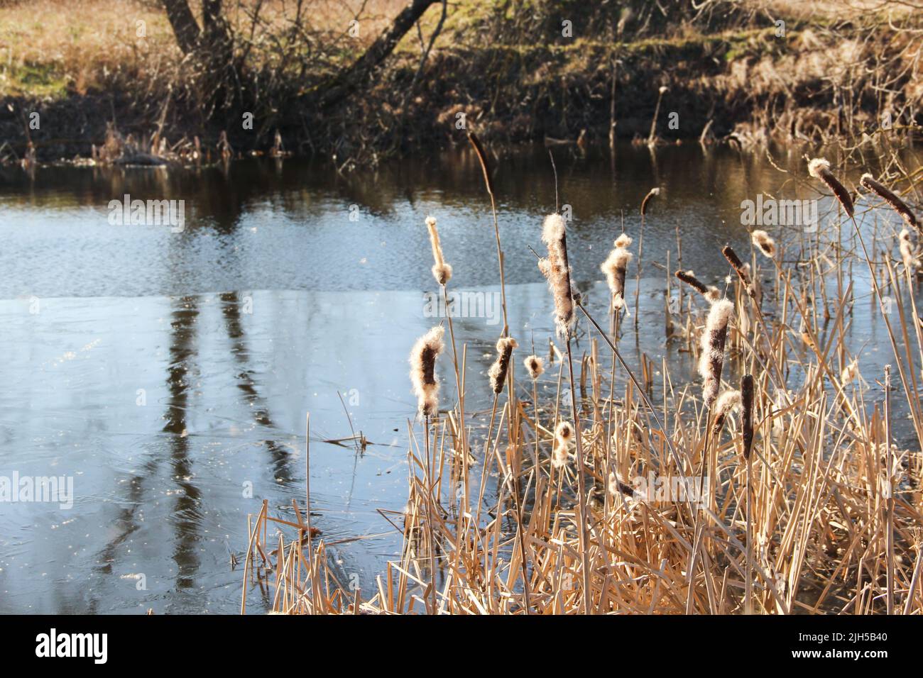 The peaceful panorama of a reed plant in front of the lake. Reeds grow at the lake edge. Stock Photo