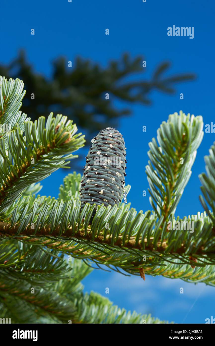 The Canadian spruce or Christmas tree is an evergreen tree plant belonging to the pine family. Light young shoots grow on dark green old branches. Fir Stock Photo