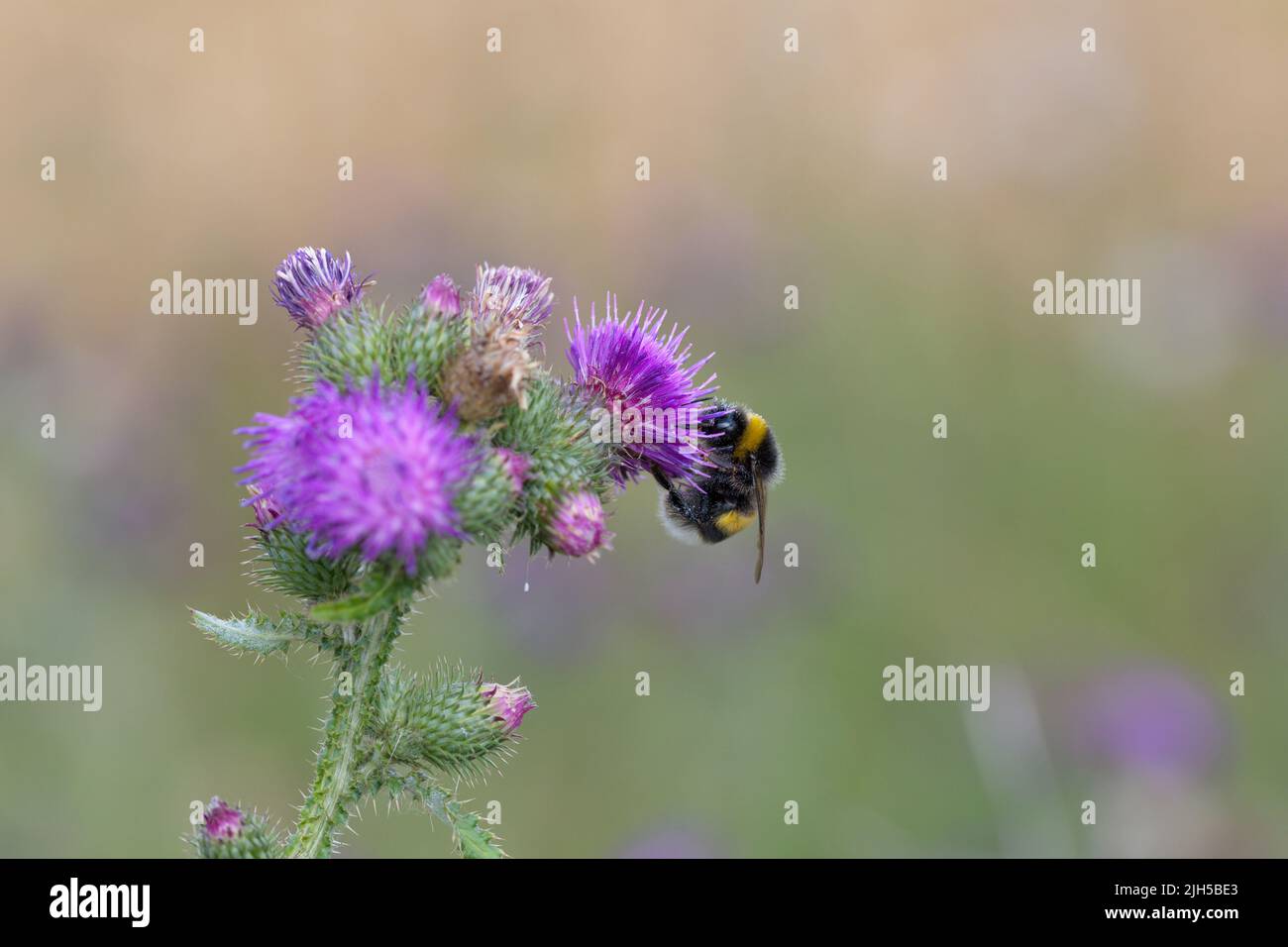 Bumblebee on a flower in summer Stock Photo