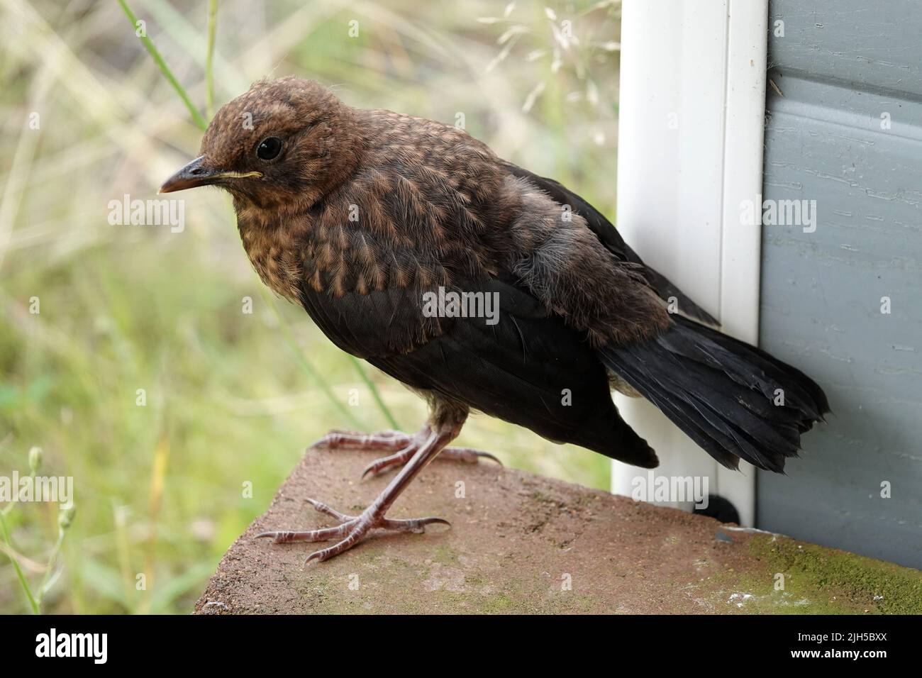 Portrait of a young blackbird. She stand on a stone quit near to the photographer. She trusts the situation. Stock Photo