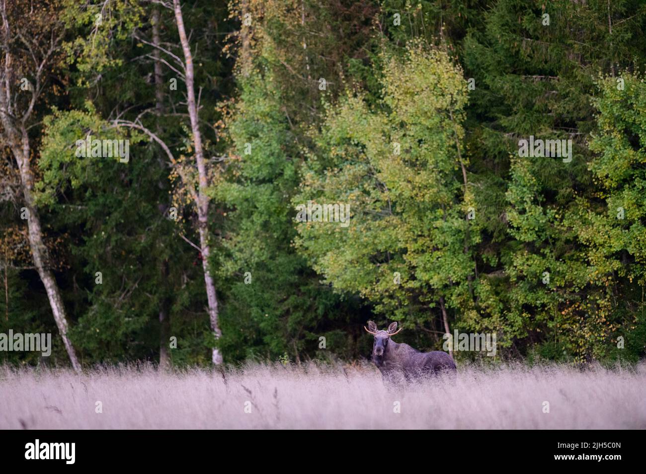 Moose in a field with a forest in autumn colours Stock Photo