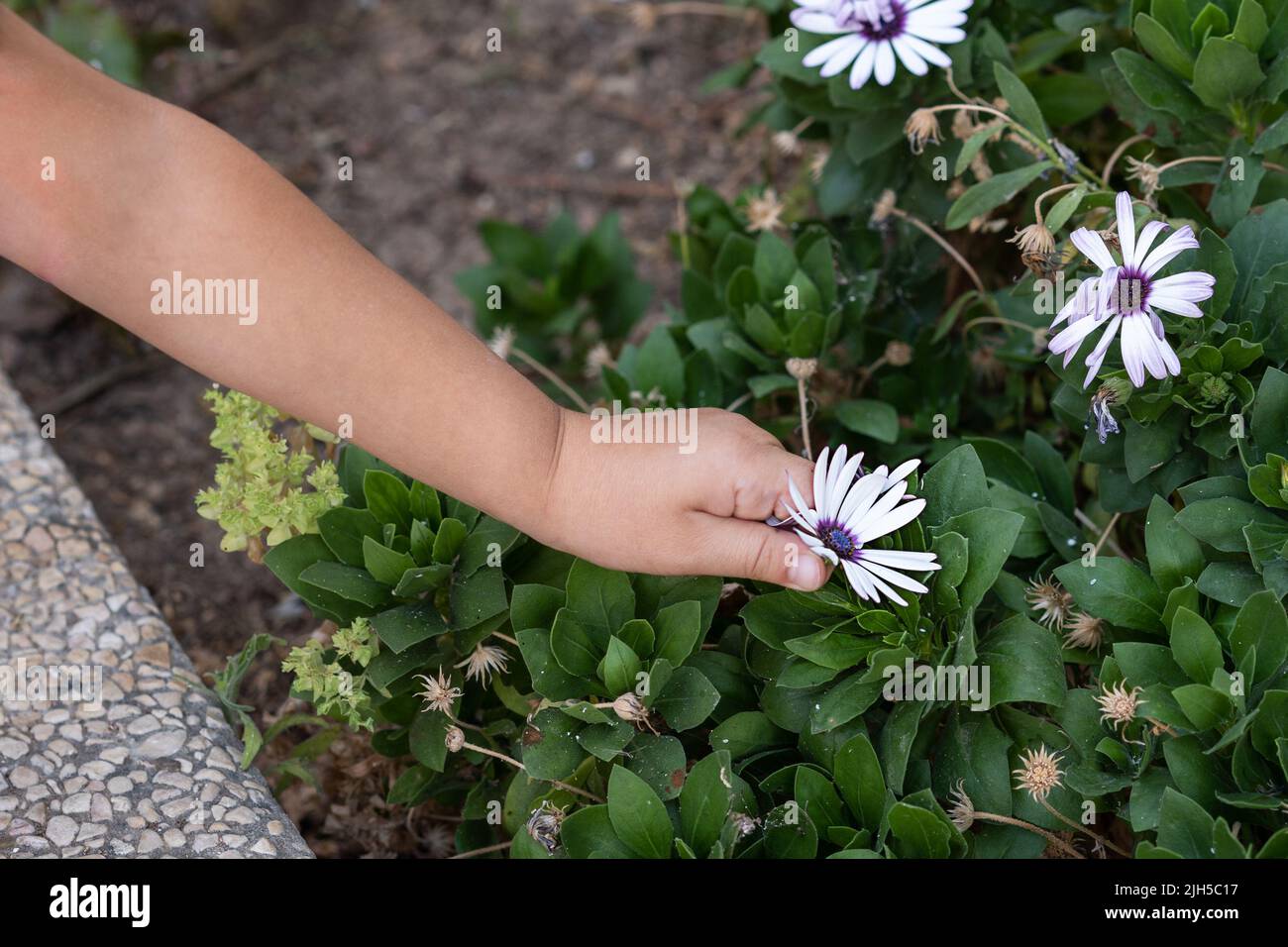 Close-up of child hand picking flowers from plant. Stock Photo