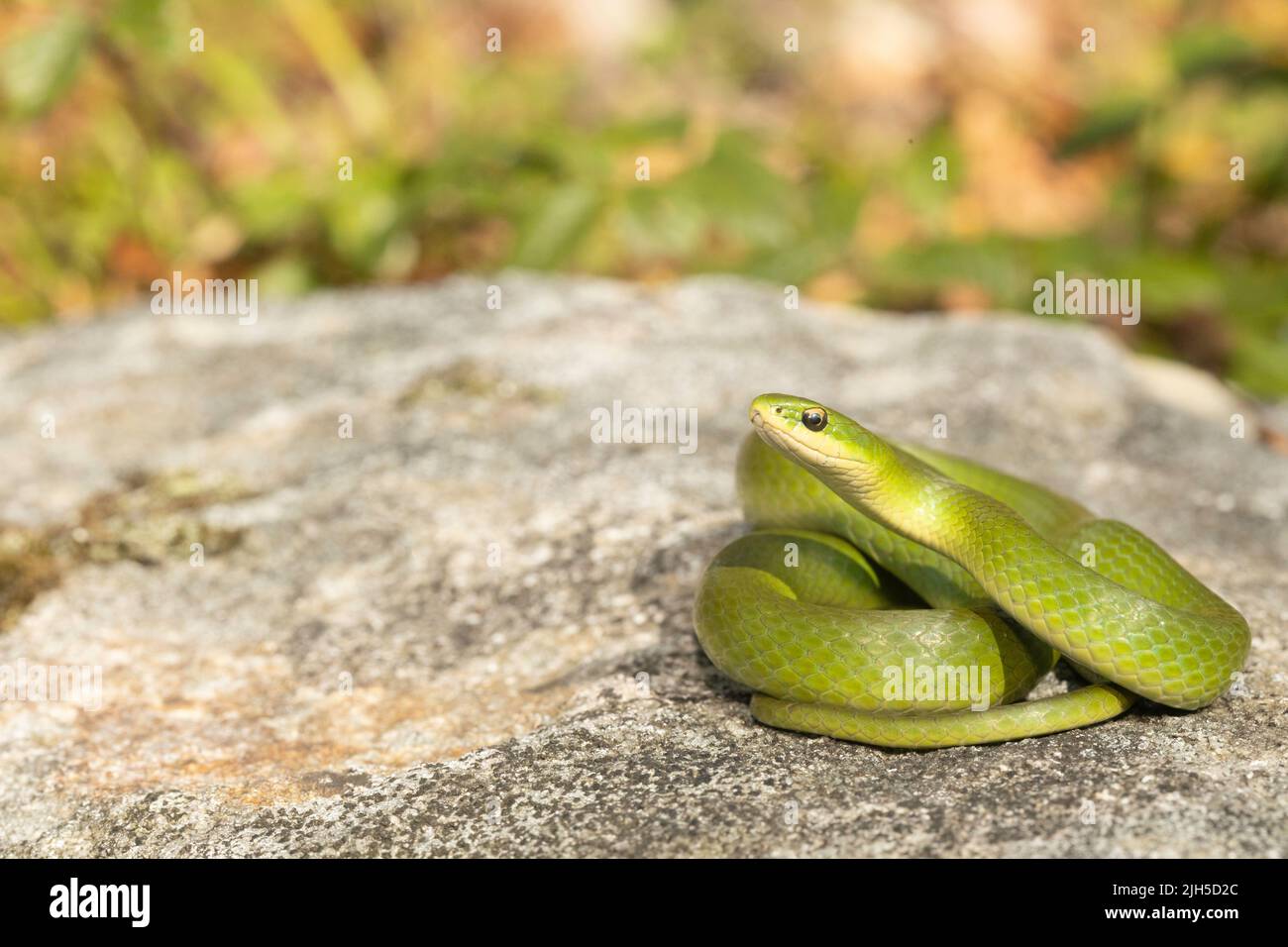 Smooth green snake Liochlorophis vernalis Stock Photo Alamy